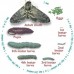 Live Food Horn Worms  (XLarge)